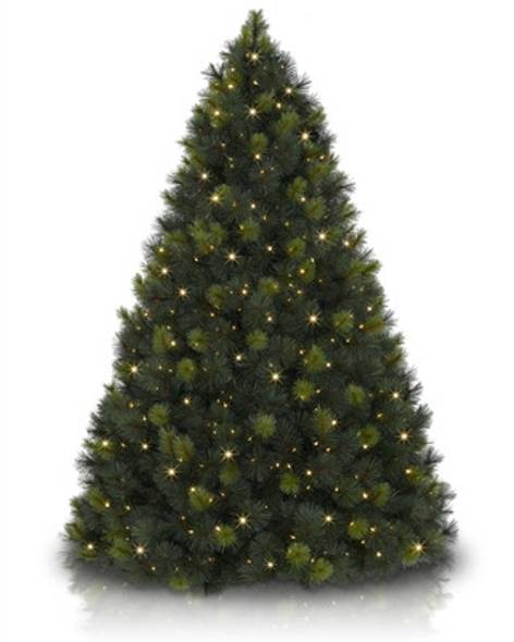 Scotch Pine Tree- child-1
